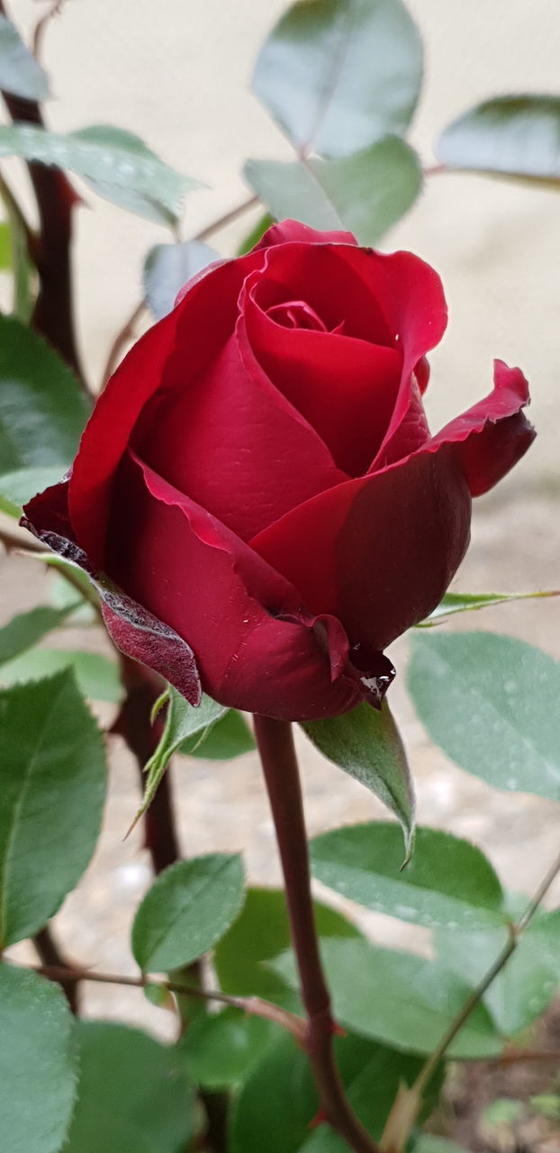 CLOSE-UP OF RED ROSE ON LEAF