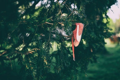 Low angle view of tree