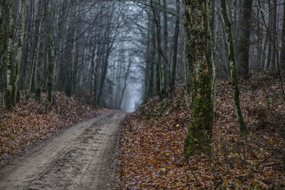 Road amidst trees in forest during autumn