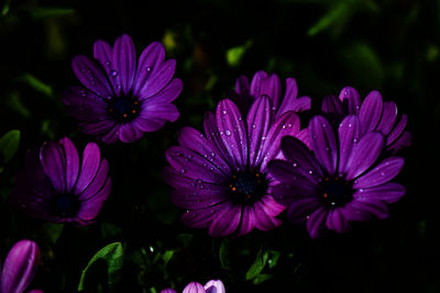 Close-up of wet purple flowers