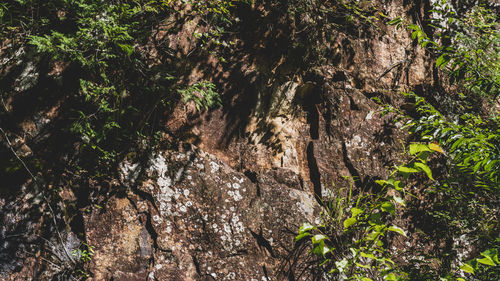 Low angle view of trees in forest