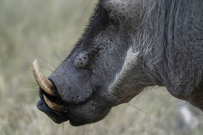 Close-up of pig