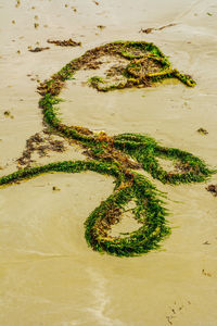 High angle view of moss on beach