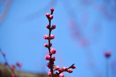 Close-up of pink flowering plant