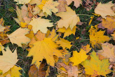 High angle view of yellow maple leaves