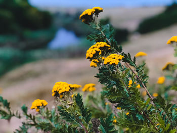 Yellow tansy flowers in ukrainian meadow