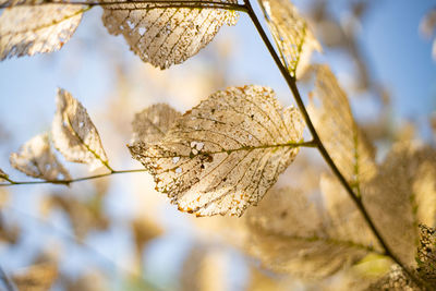 Close-up of dried leaves against blurred background