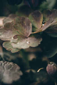 Close-up of raindrops on plant