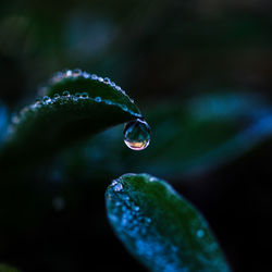 Close-up of water drop on leaf