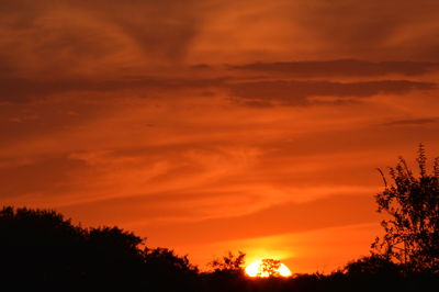 Silhouette trees against orange sky