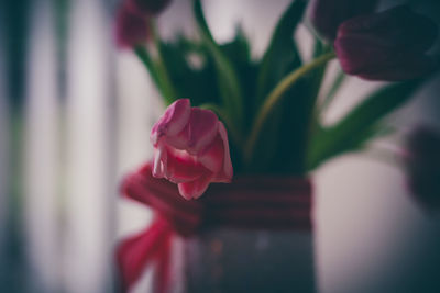 Close-up of rose against blurred background