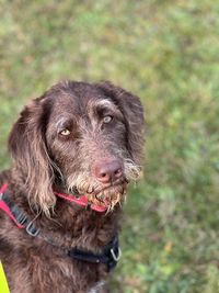 Close-up of dog