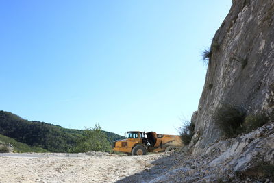 View of an animal on land