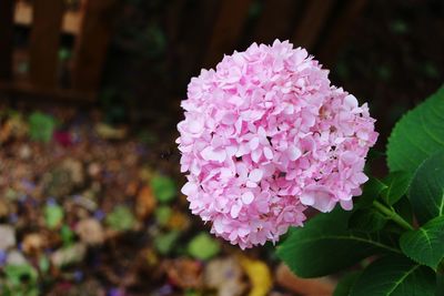 Close-up of pink flowers