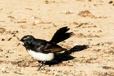 Close-up of bird on field