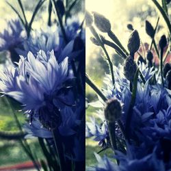 Close-up of pink flowers blooming outdoors