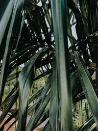 Close-up of palm trees