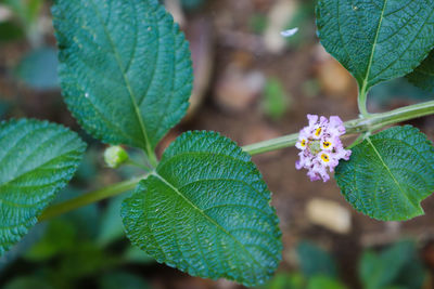 Close-up of green leaves on plant