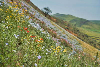 Close-up of flowering plants on field against sky