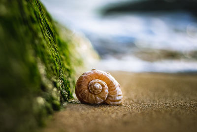 Close-up of snail on land