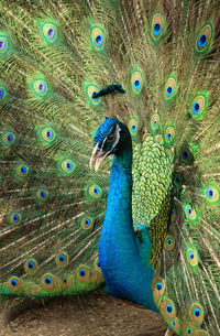 Close-up of peacock