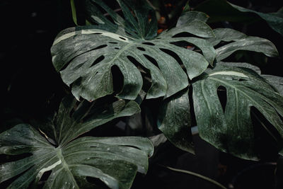 Close-up of wet plant leaves at night