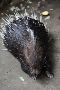 Close-up of porcupine in zoo