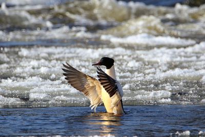 Bird flying over sea
