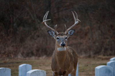 Portrait of deer