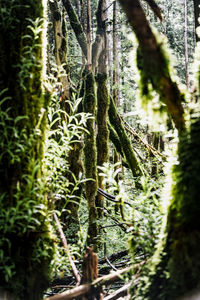 Close-up of moss growing on tree trunk