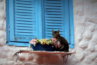 Cat resting on window sill