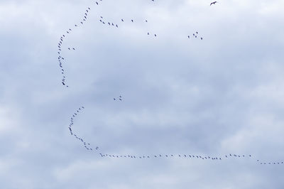 Low angle view of birds flying in sky