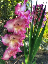 Close-up of pink flowers