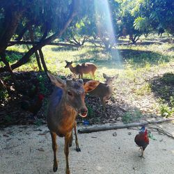 Deer in a field