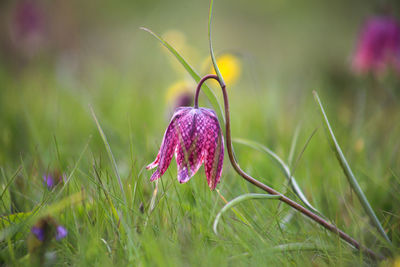 Close-up of purple crocus flower on field