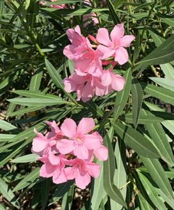 Close-up of pink flowering plant