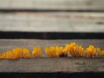 Close-up of yellow flowers on table