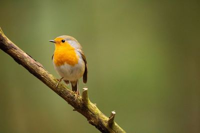 Close-up of bird perching on branch