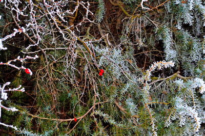 Close-up of spider web on tree