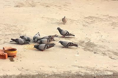 High angle view of pigeons on sand