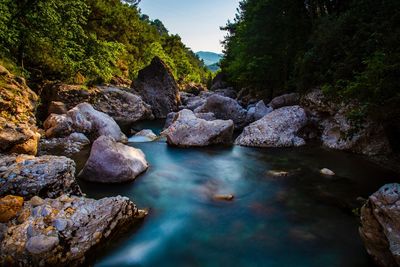 Rocks by river amidst trees