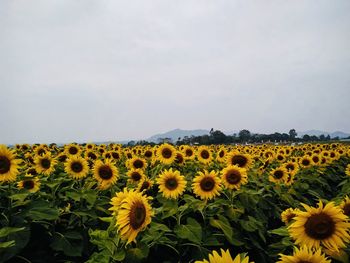 Scenic view of sunflower field against sky