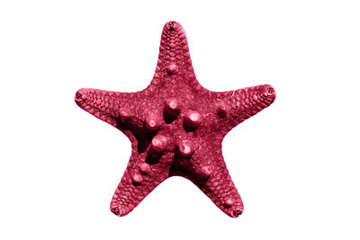 starfish