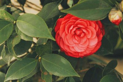 Close-up of red rose