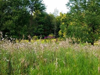 Plants growing on field