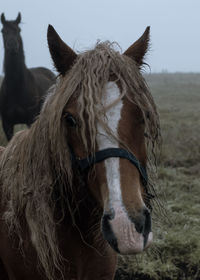 Close-up view of horse  pony eyes snout in haze fog foggyhorse standing against sky curly