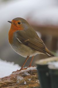 Close-up of bird perching on wood