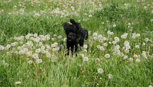 Black dog in a field