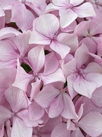 Full frame shot of pink flowering plants