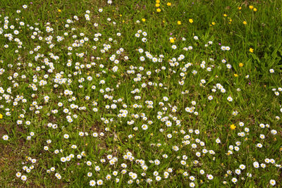View of flowering plants on field